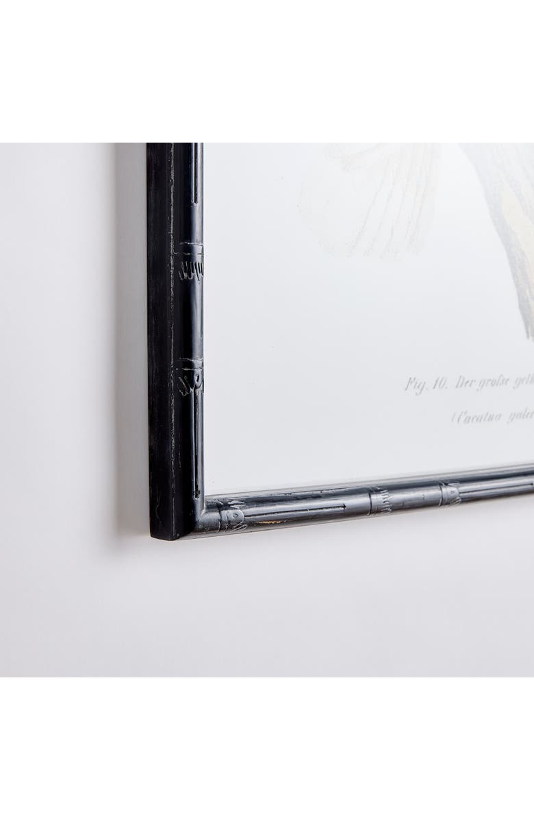 Napa Home & Garden Parrot Study In White Framed Wall Art Set of 4, Alternate, color, Black