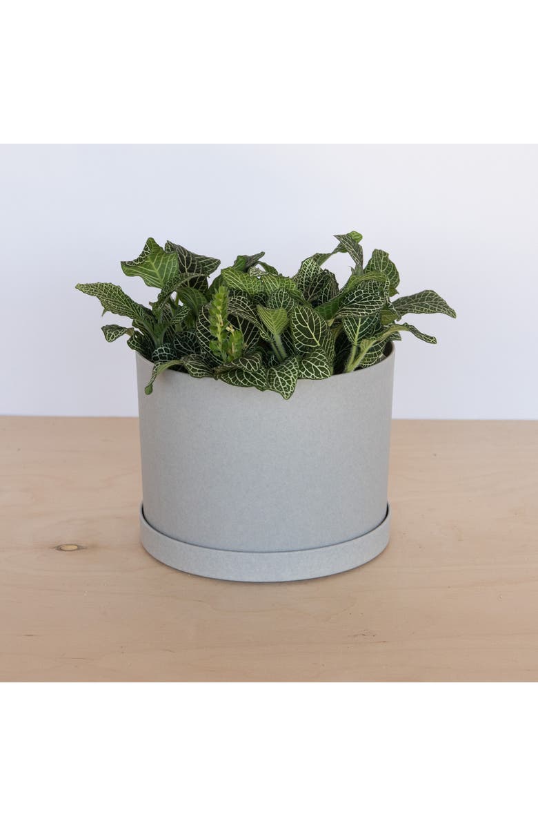 Bloem Mathers 6.5 W x 8.5 H Inch Round Gardening Planter with Saucer Tray, Cement, Alternate, color, Gray