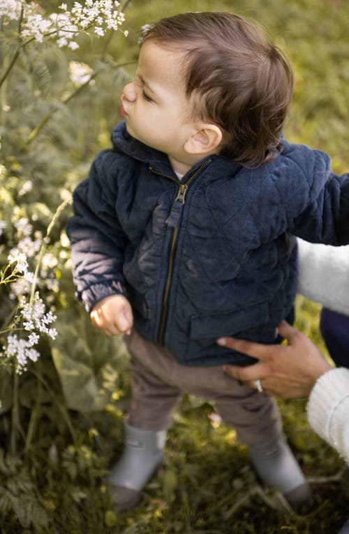 Pehr Organic Cotton Corduroy Quilted Hooded Jacket In Blue