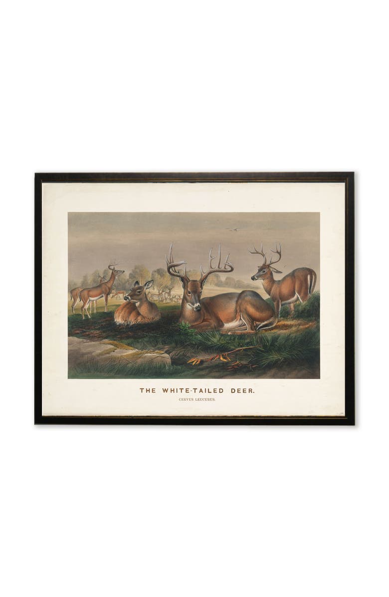 Antique Curiosities "The White-Tailed Deer" Scene in Copper and Black Frame, Main, color, Multi