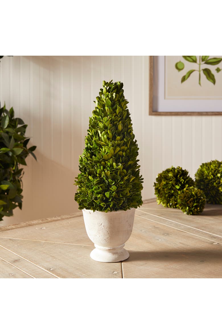 Boxwood Cone Topiary In Pot, Alternate, color, Green