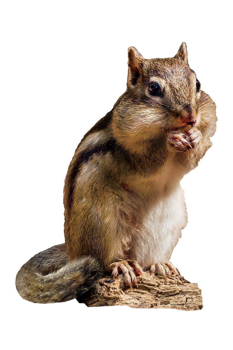 Chipmunk 100 Piece Shaped Jigsaw Puzzle, Alternate, color, Multicolor