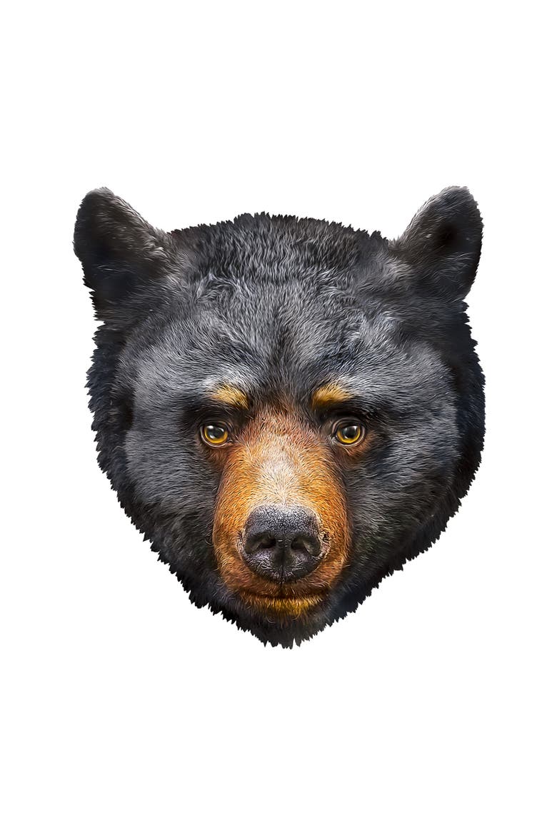 Black Bear 100 Piece Shaped Puzzle, Alternate, color, Multicolor