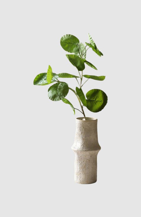 Green Plum Aralia Leaves
