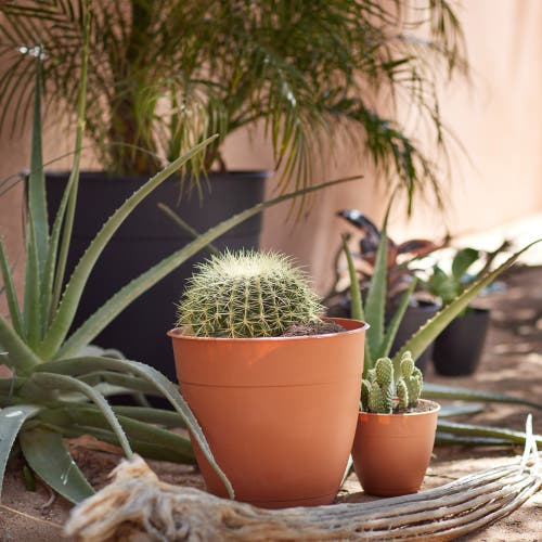 Bloem 12 Inch Dayton Planter With Saucer Tray, Terra Cotta In Brown
