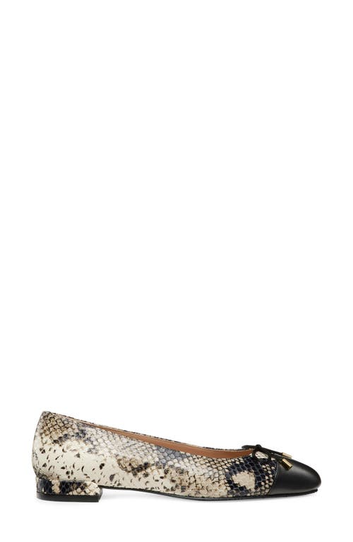 Stuart Weitzman Sleek Cap Toe Bow Flat In Multi