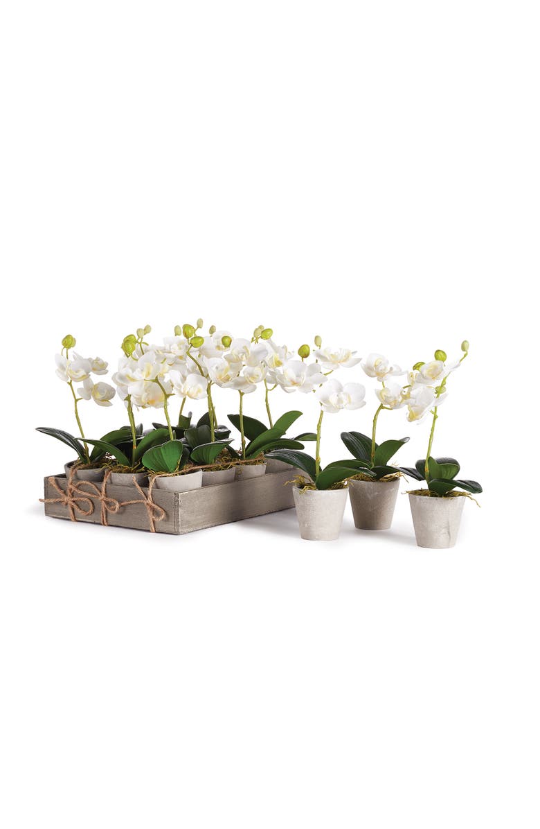 Napa Home & Garden Mini Phalaenopsis 9" Potted Set of 12, Main, color, White