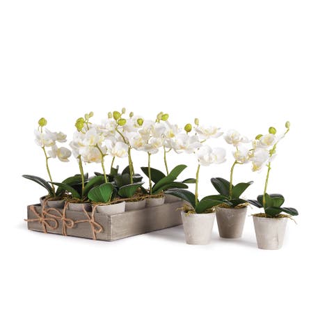Mini Phalaenopsis 9" Potted Set of 12