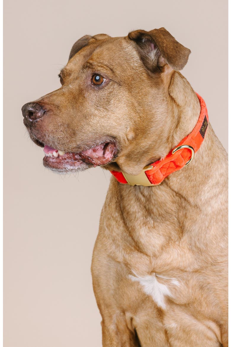 Suki Dog Collar, Alternate, color, Suki