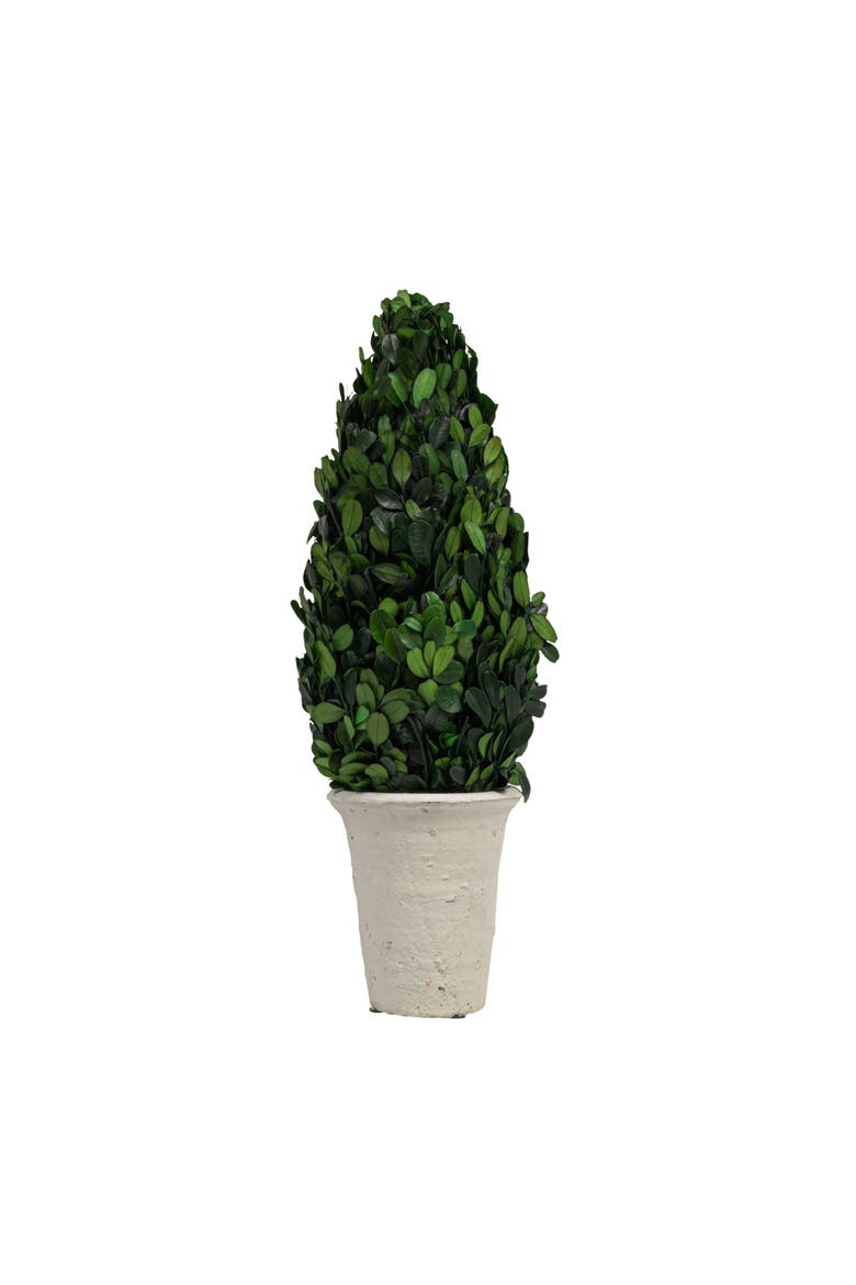 17 in. Preserved Boxwood Cone Topiary in Clay Pot, Alternate, color, Green