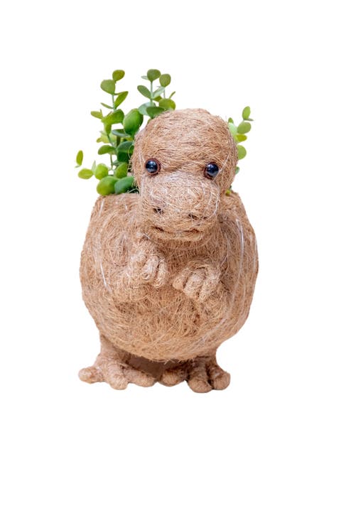 Dinosaur Coco Coir Planters