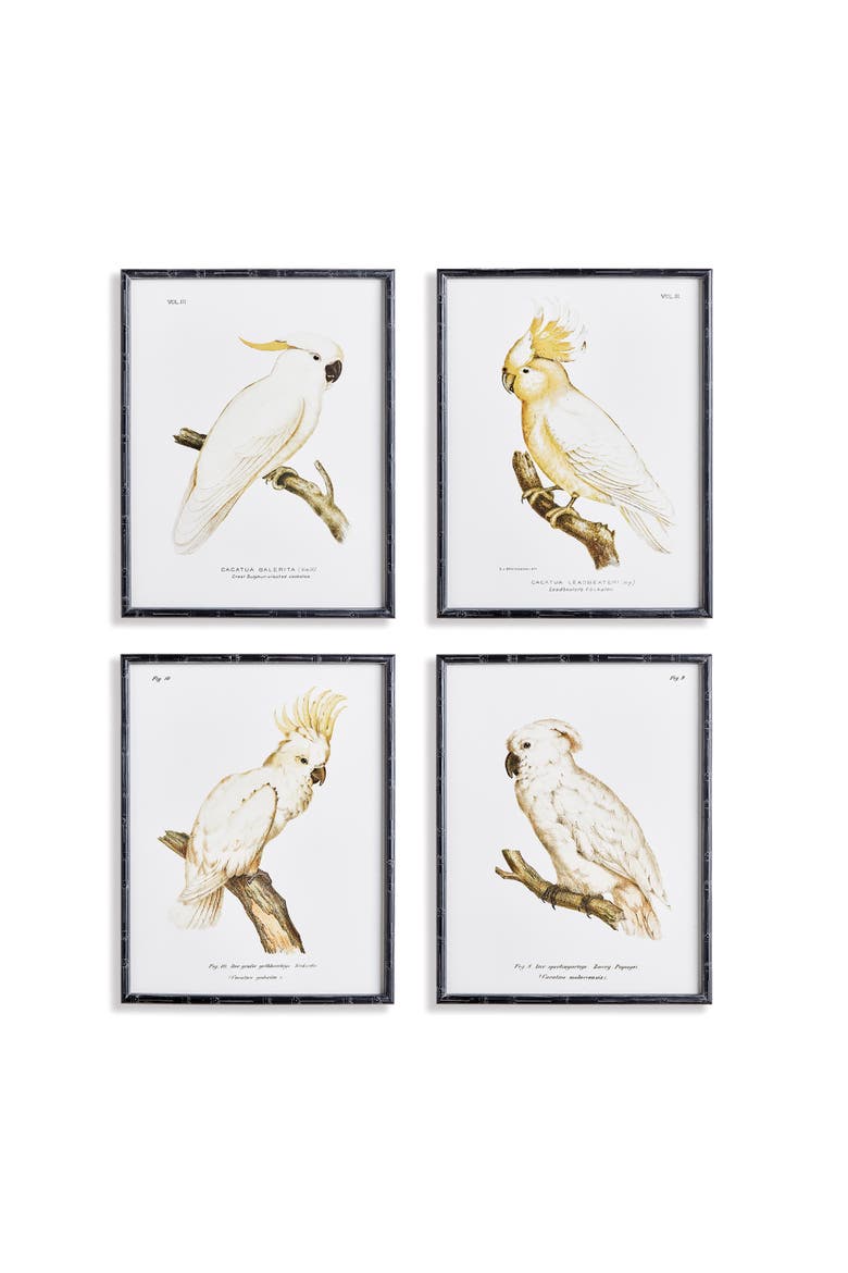 Parrot Study In White Framed Wall Art Set of 4, Main, color, Black
