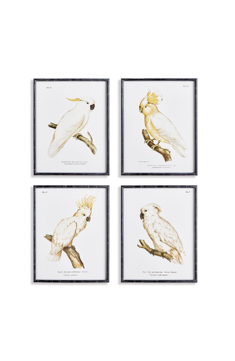 Napa Home & Garden Parrot Study In White Framed Wall Art Set of 4, Main, color, Black
