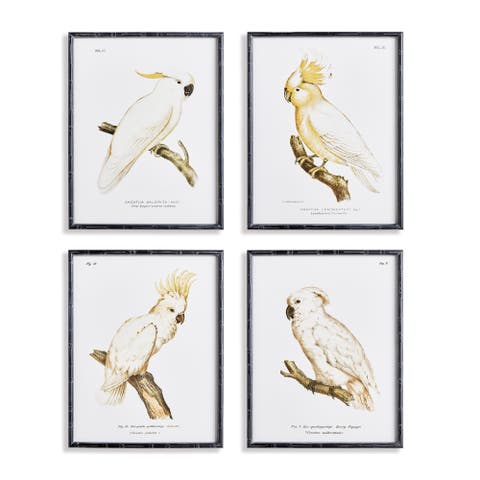 Parrot Study In White Framed Wall Art Set of 4