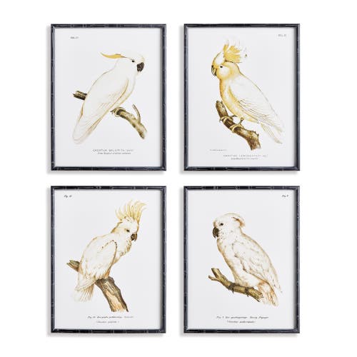 Napa Home & Garden Parrot Study In White Framed Wall Art Set Of 4 In Black