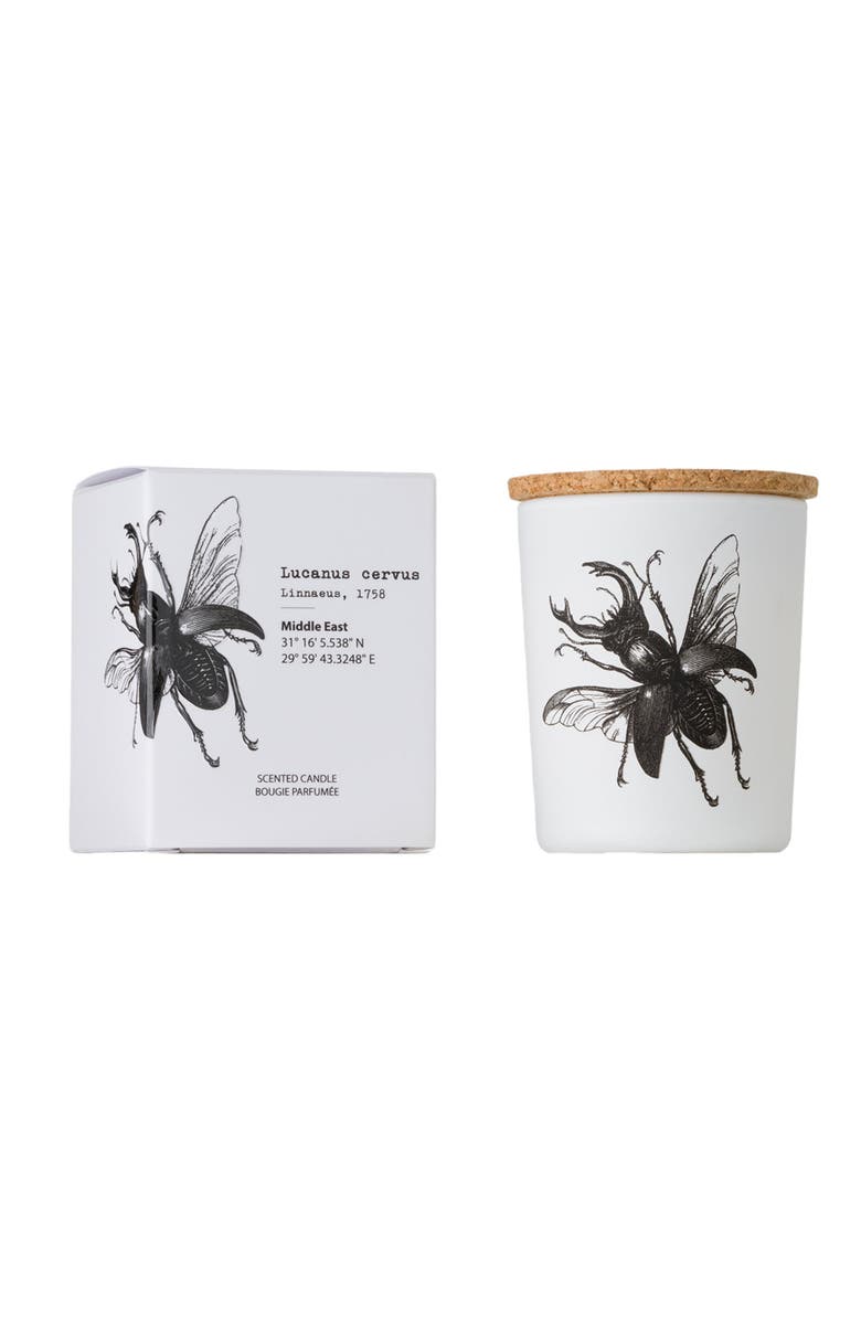Vila Hermanos Insect Candle In Jar 2.65 Ounce, Main, color, Lucanus Cervus