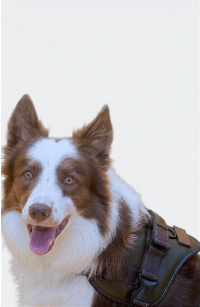 Masky Signature Leather Dog Harness, Alternate, color, Medium Green