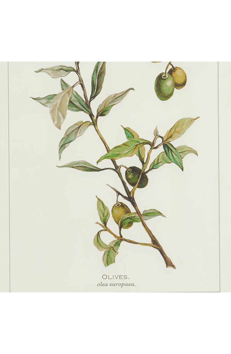 Napa Home & Garden Framed Olive Leaf Botanical Prints Set of 4, Alternate, color, Off-White