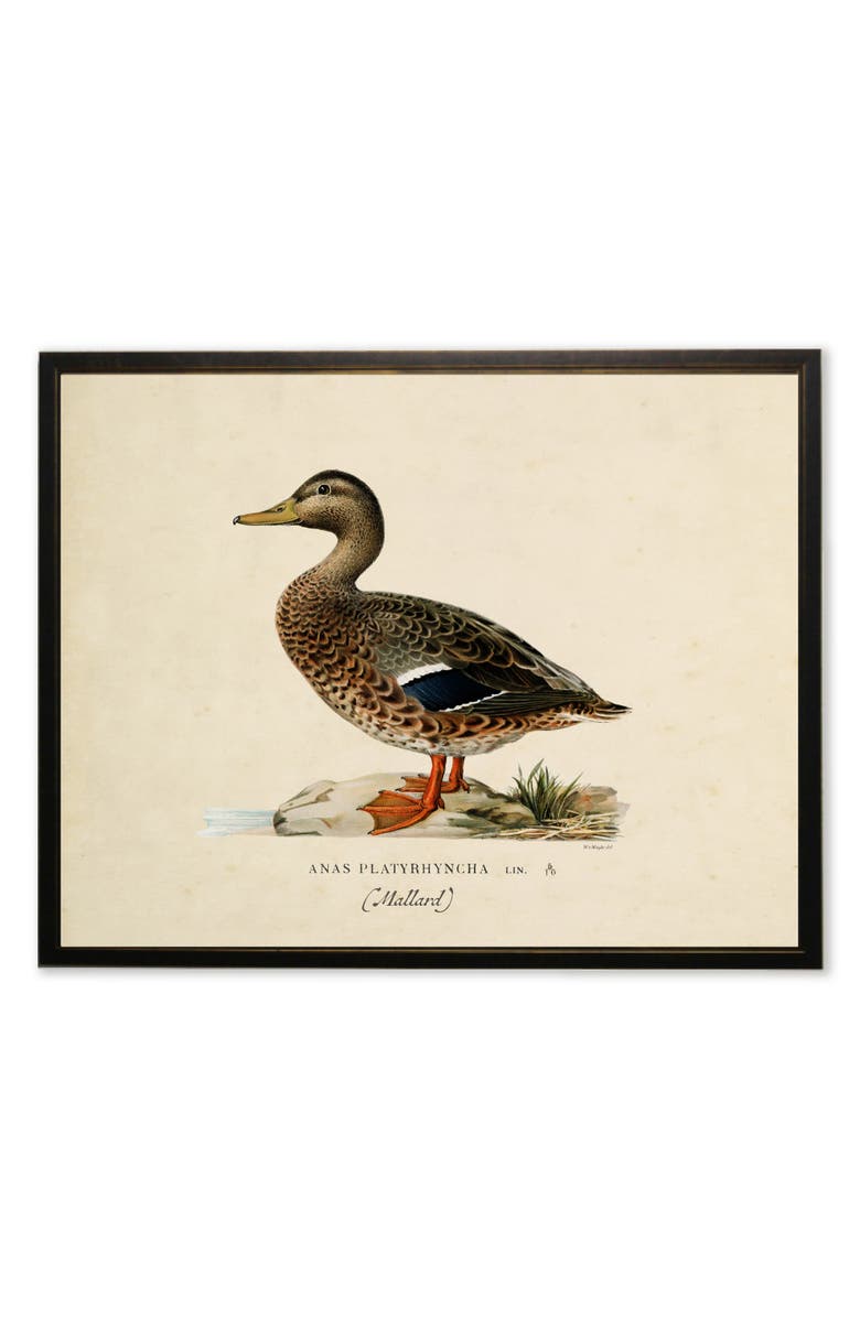 Antique Curiosities Mallard Print in Copper and Black Frame, Main, color, Multi