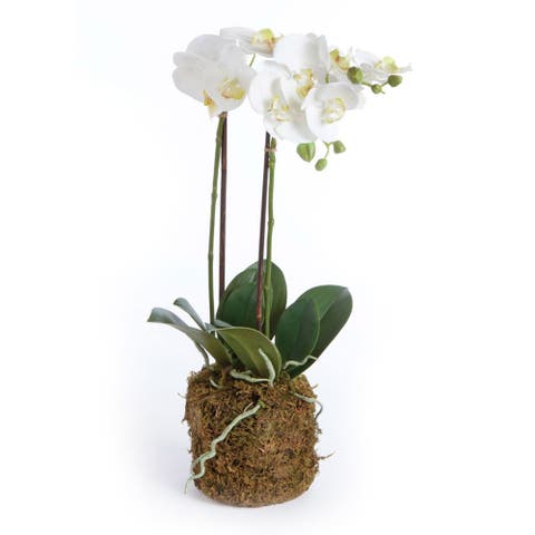 23" Phalaenopsis Orchid Drop-In Flower Floral Plant Root Ball Tabletop Decor