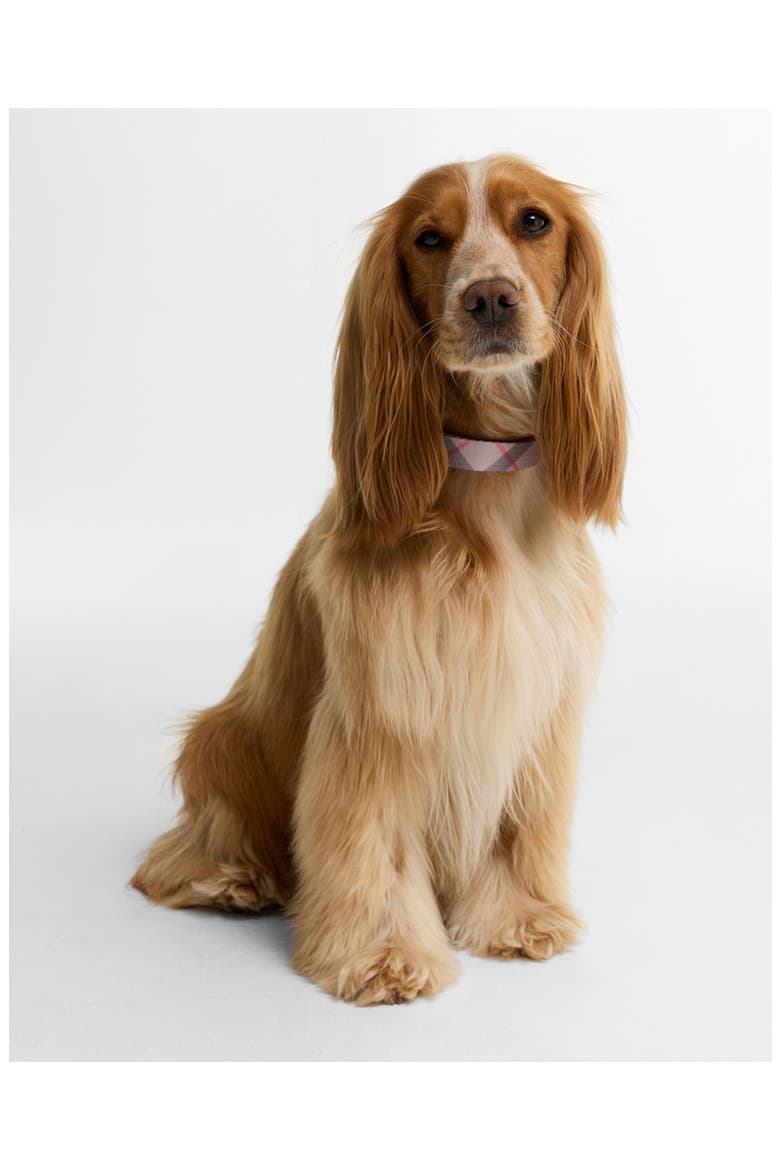 Tartan Dog Collar, Alternate, color, PINK TARTAN