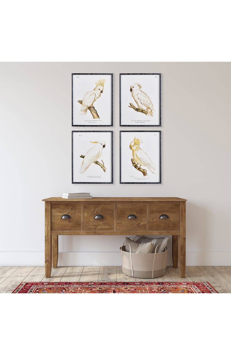 Napa Home & Garden Parrot Study In White Framed Wall Art Set of 4, Alternate, color, Black