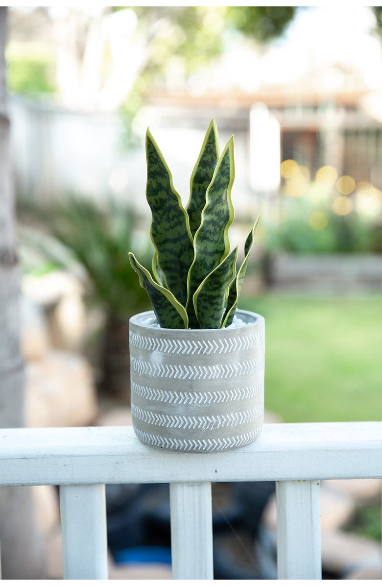 FLORA BUNDA Grey Faux Snake Plant Cement Planter, Main, color,