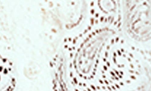 Boden Sasha Sheer Lace Button-up Shirt In White