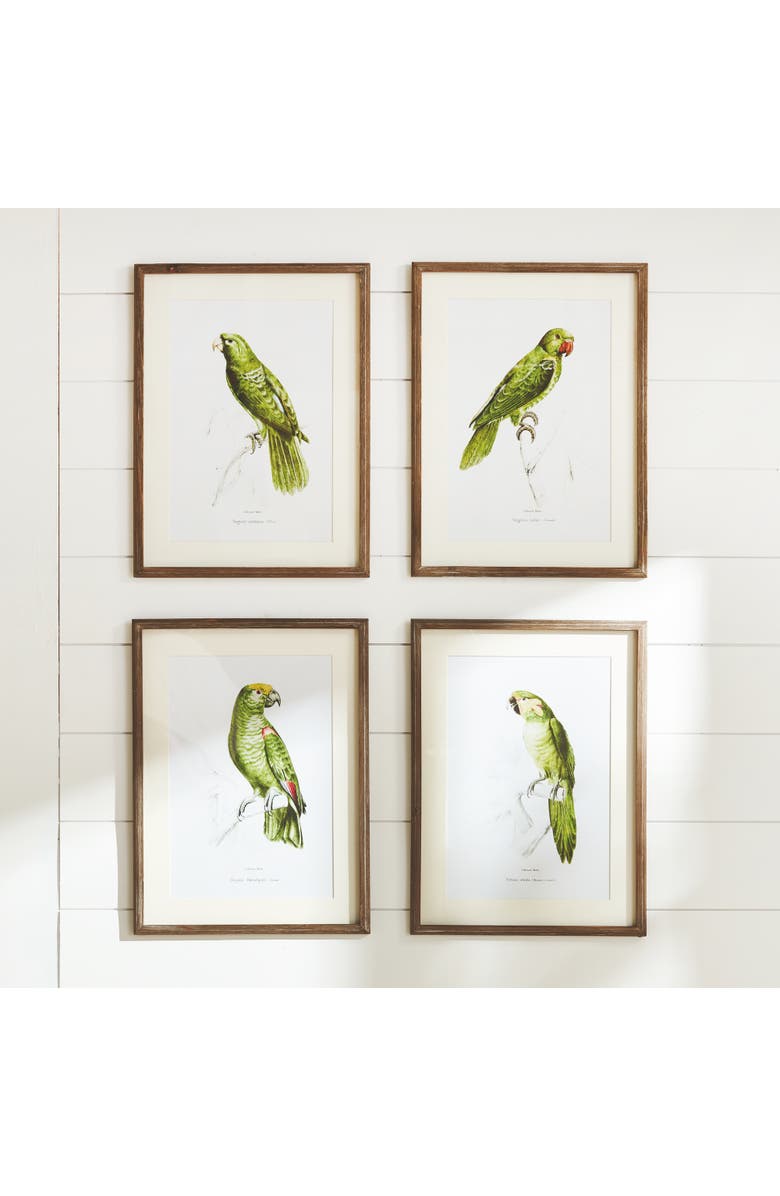 Napa Home & Garden 17.75"W x 1"D x 23.5"H Parrot Illustrations In Green Framed Wall Art Set of 4, Alternate, color, Green