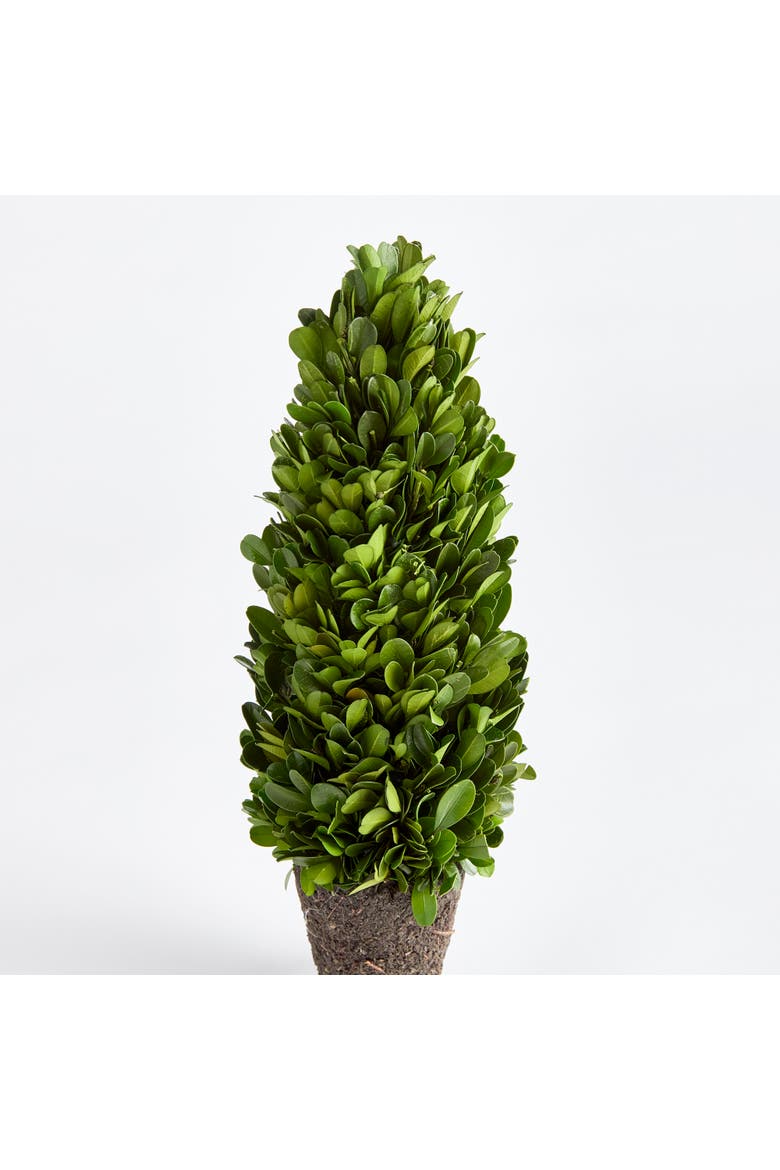 Boxwood Cone Topiary Drop-In 12", Alternate, color, Green