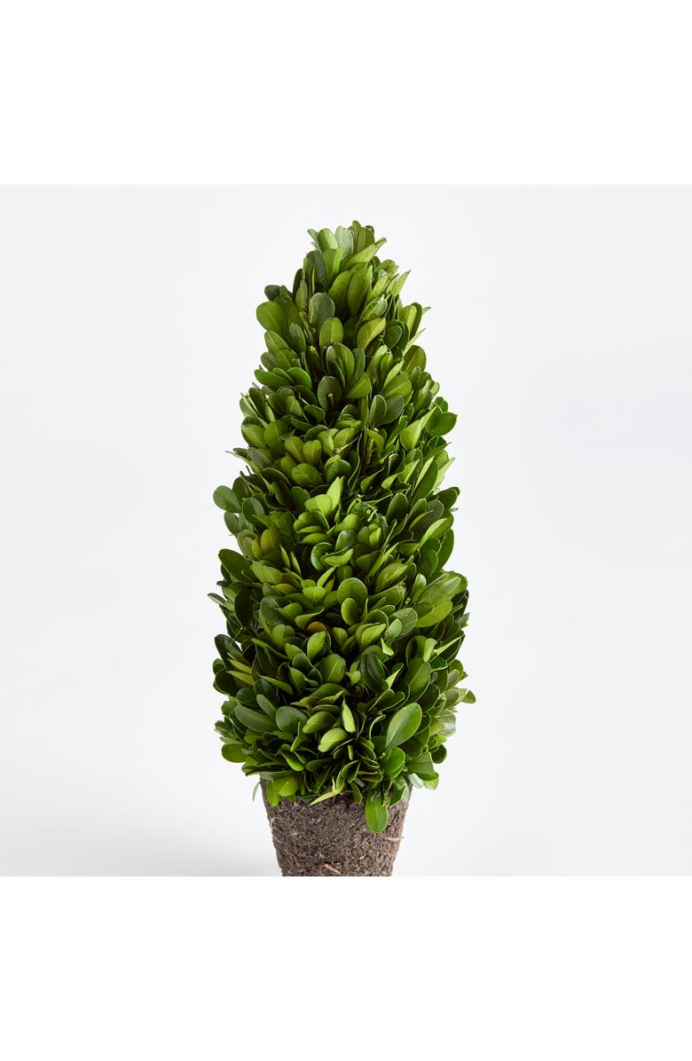 Napa Home & Garden Boxwood Cone Topiary Drop-In 12", Alternate, color, Green