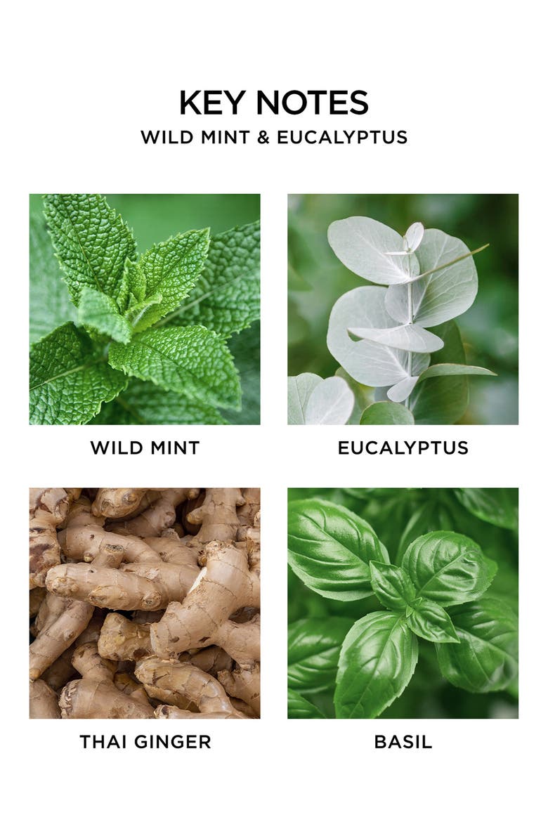 Wild Mint & Eucalyptus Scented Classic Candle, Alternate, color, NO COLOR