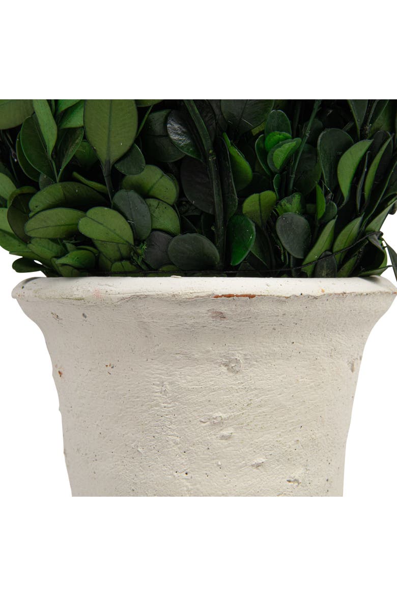 17 in. Preserved Boxwood Cone Topiary in Clay Pot, Alternate, color, Green