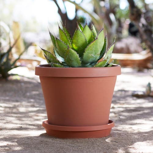Bloem Terra 14.75 Inch Resin Saucer In Brown