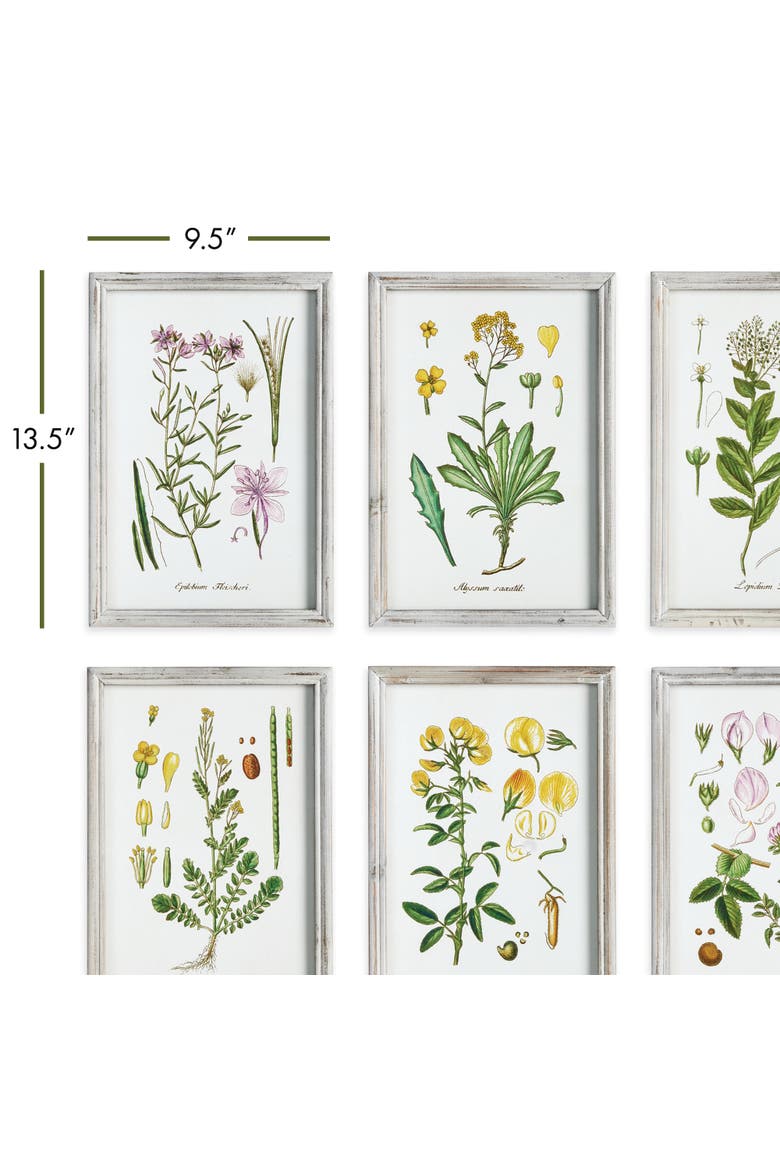 Perennial Botanical Study, Set Of 6, Alternate, color, Green