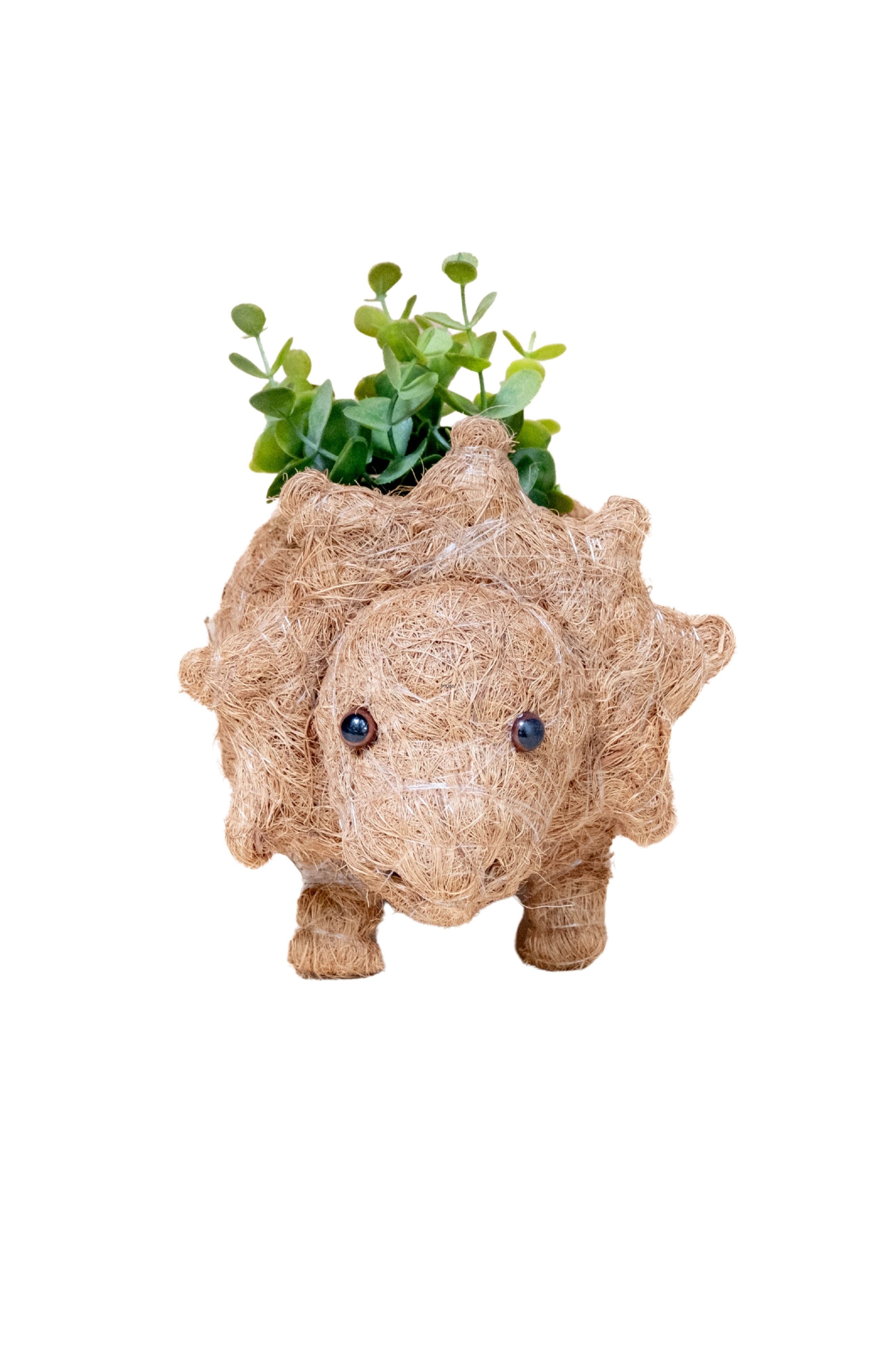 Brown Baby Triceratops