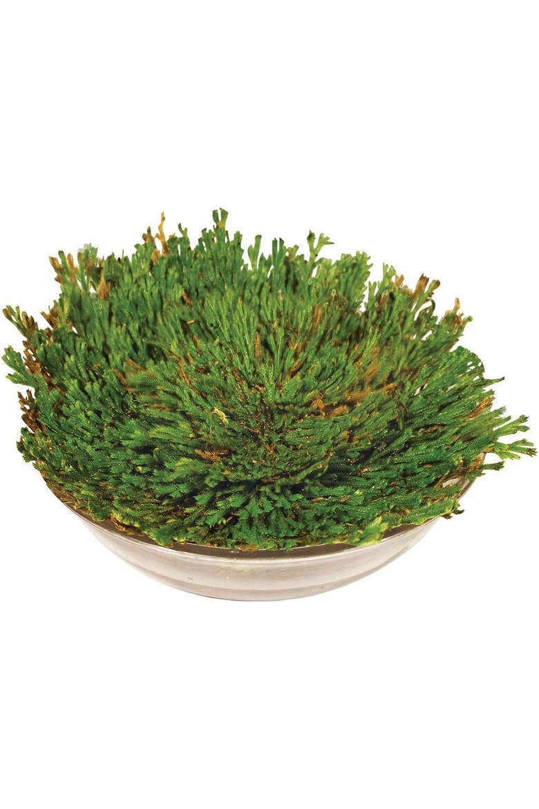 Resurrection Plant Grow Kit - Indoor Plant Seed Starter Easy Grow Desert Rose of Jericho, Alternate, color, None