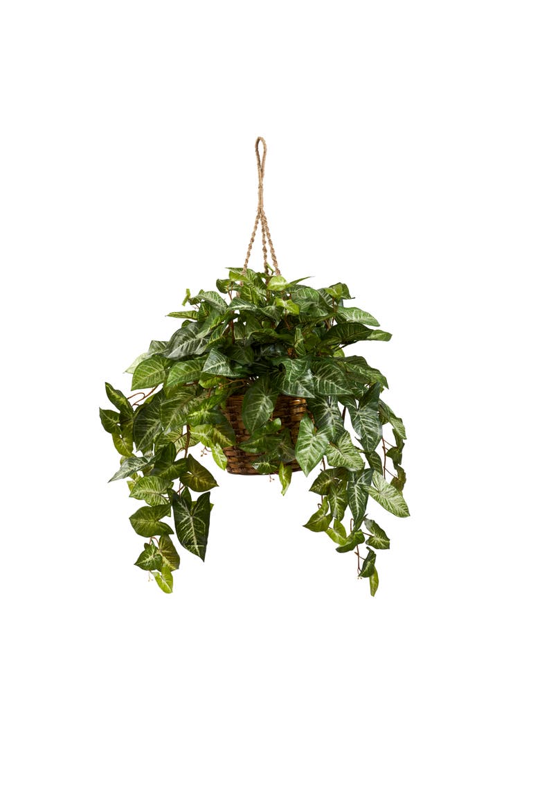 Nephthytis Hanging Basket, Main, color, Green