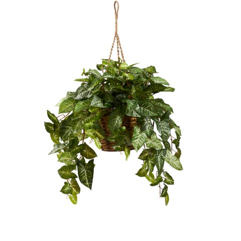 Nephthytis Hanging Basket