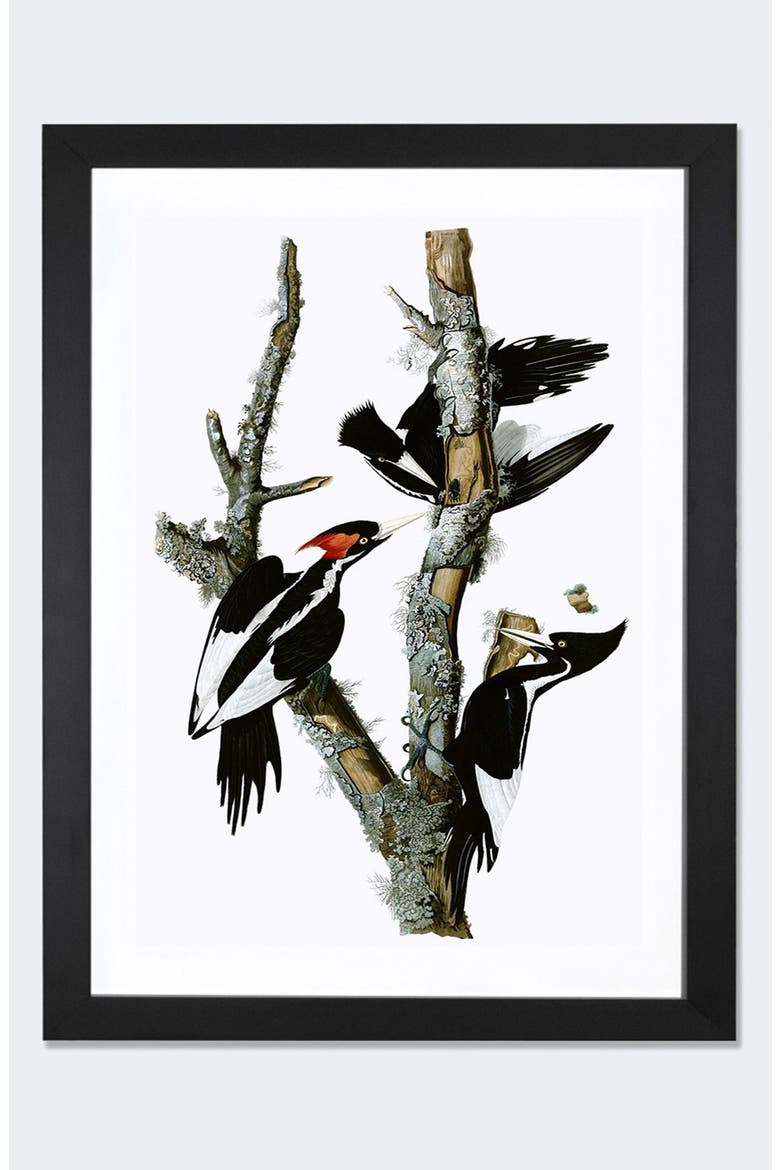 'Ivory Billed Woodpecker' Framed Fine Art Print, Main, color, BLACK