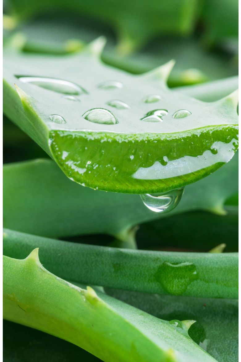 Aloe Vera Hand Cream, Alternate, color, 125ml