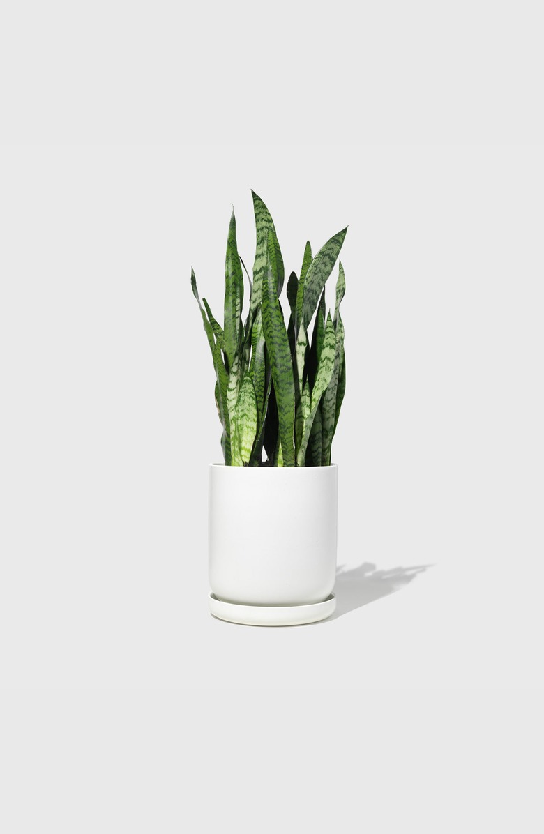 PUBLIC GOODS Stoneware Planter, Alternate, color, Matte White