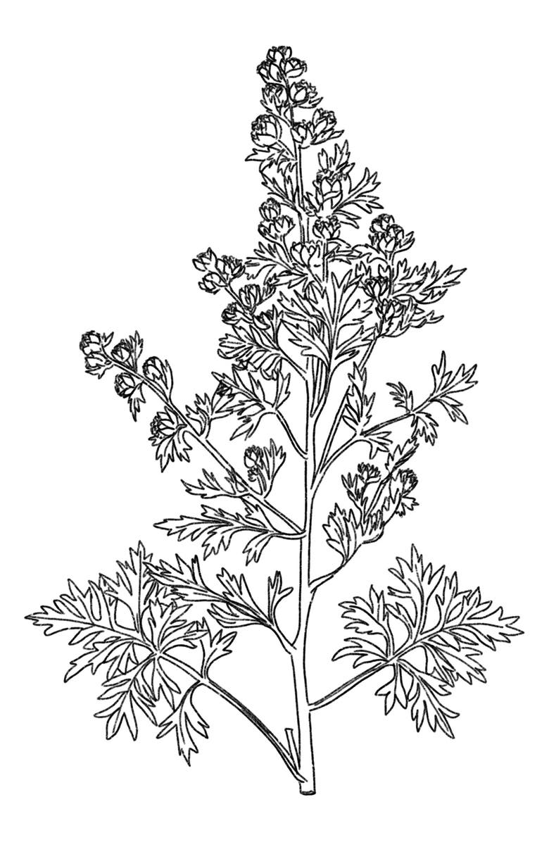 AMOUAGE Reasons Essence de Parfum, Alternate, color, 