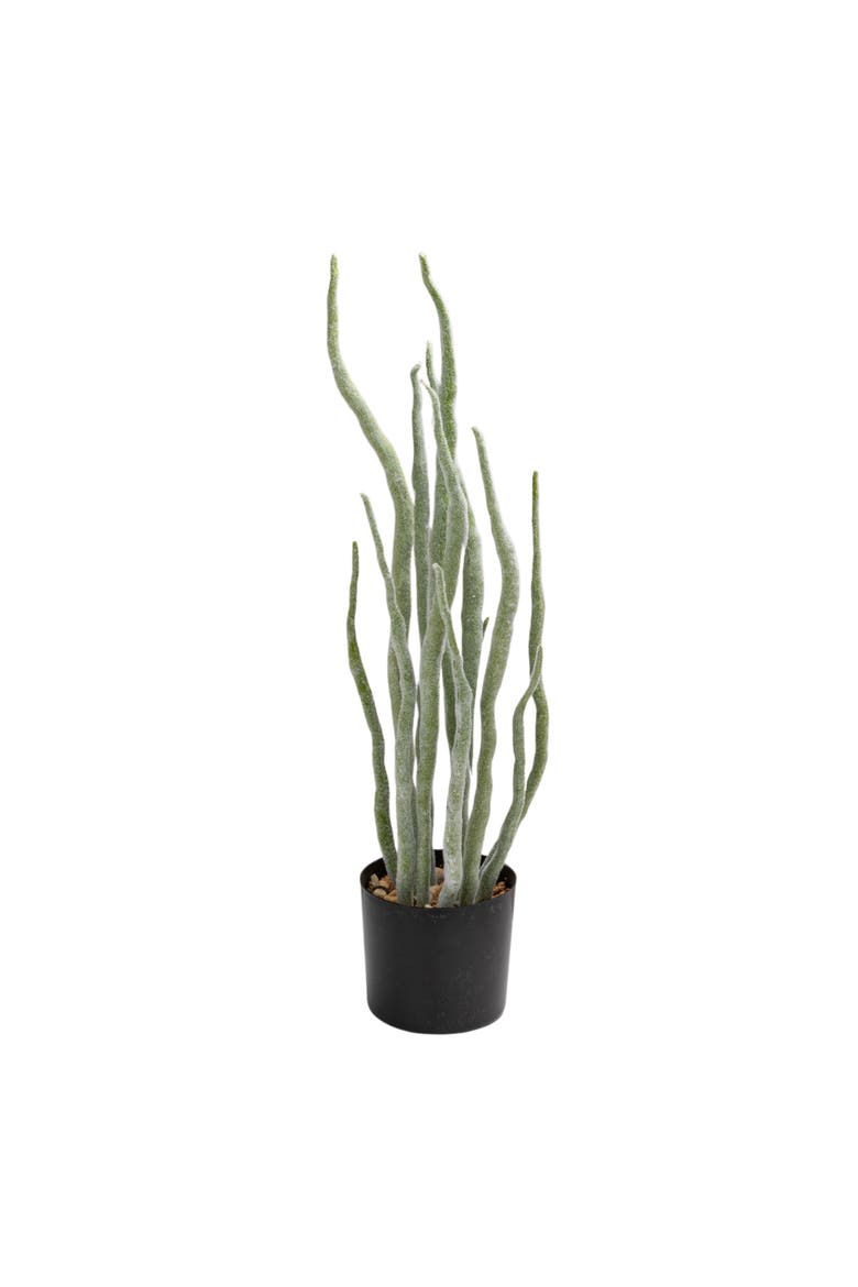 Euphorbia Plant in Pot, Main, color, Green