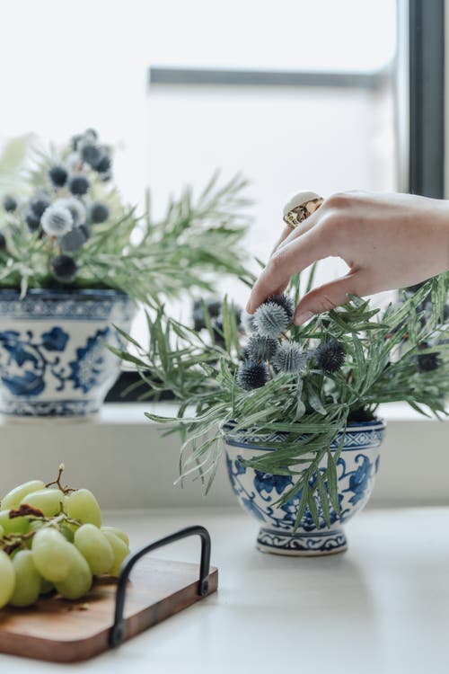 Cocobella Elowen Thistle Toile Bowl Arrangement