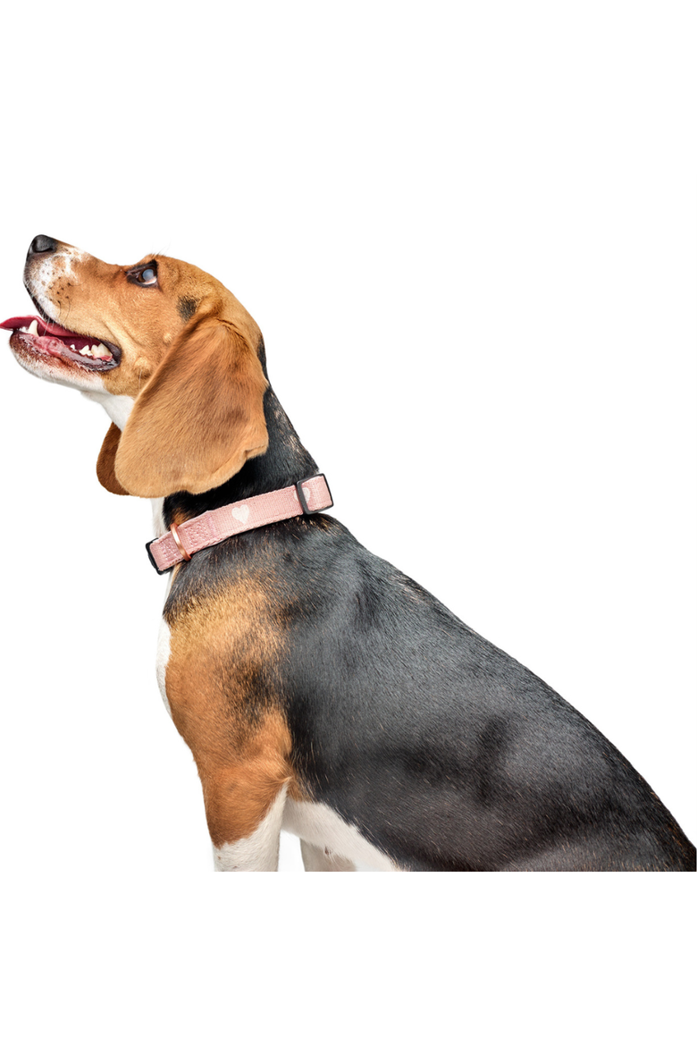 Sweetheart 3+ Collar Band, Alternate, color, Sweetheart