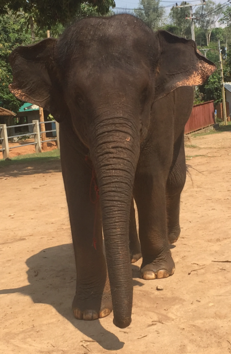 Samantha Siu - New York The Lustrous Kingdom Necklace, Alternate, color, Royal Blue / Gold