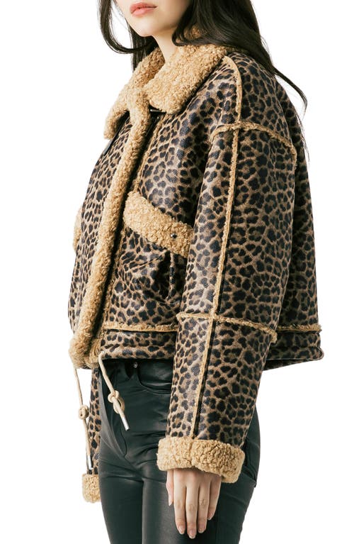Blanknyc Bonded Leopard Print Faux Shearling Moto Jacket In Brown