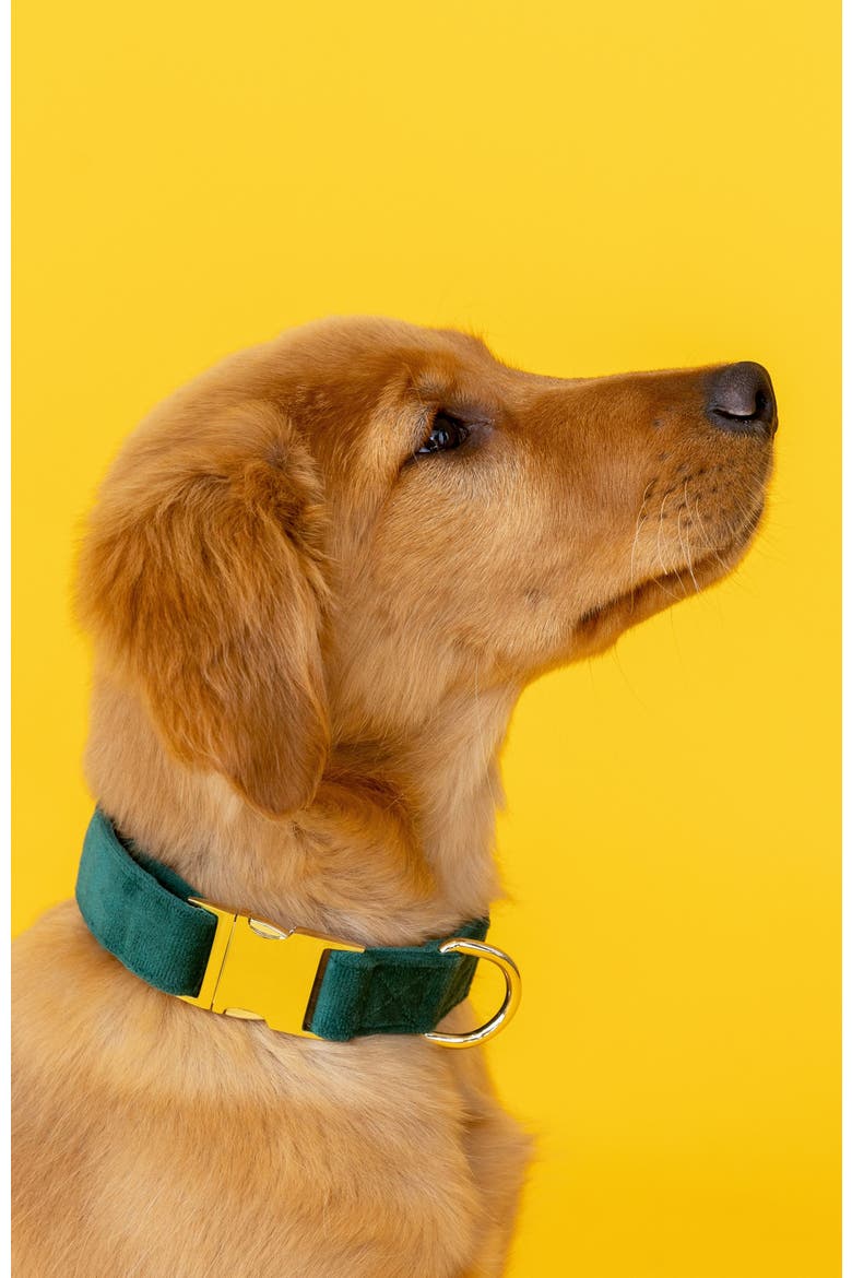 Rue Dog Collar, Alternate, color, Rue