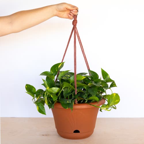 Bloem 13 Inch Lucca Self Watering Hanging Basket In Brown